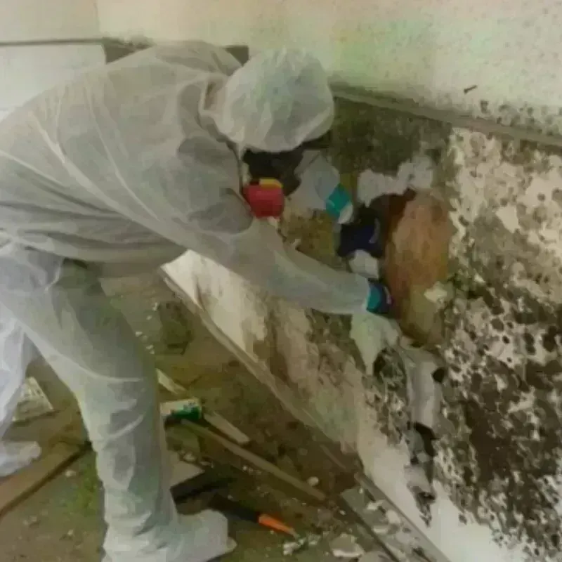 Mold Remediation and Removal in Otero County, CO